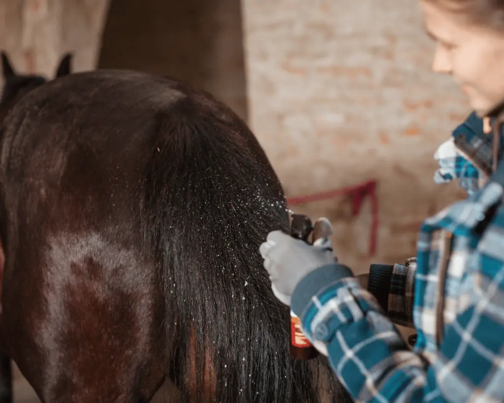 guide to horse lice treatment
