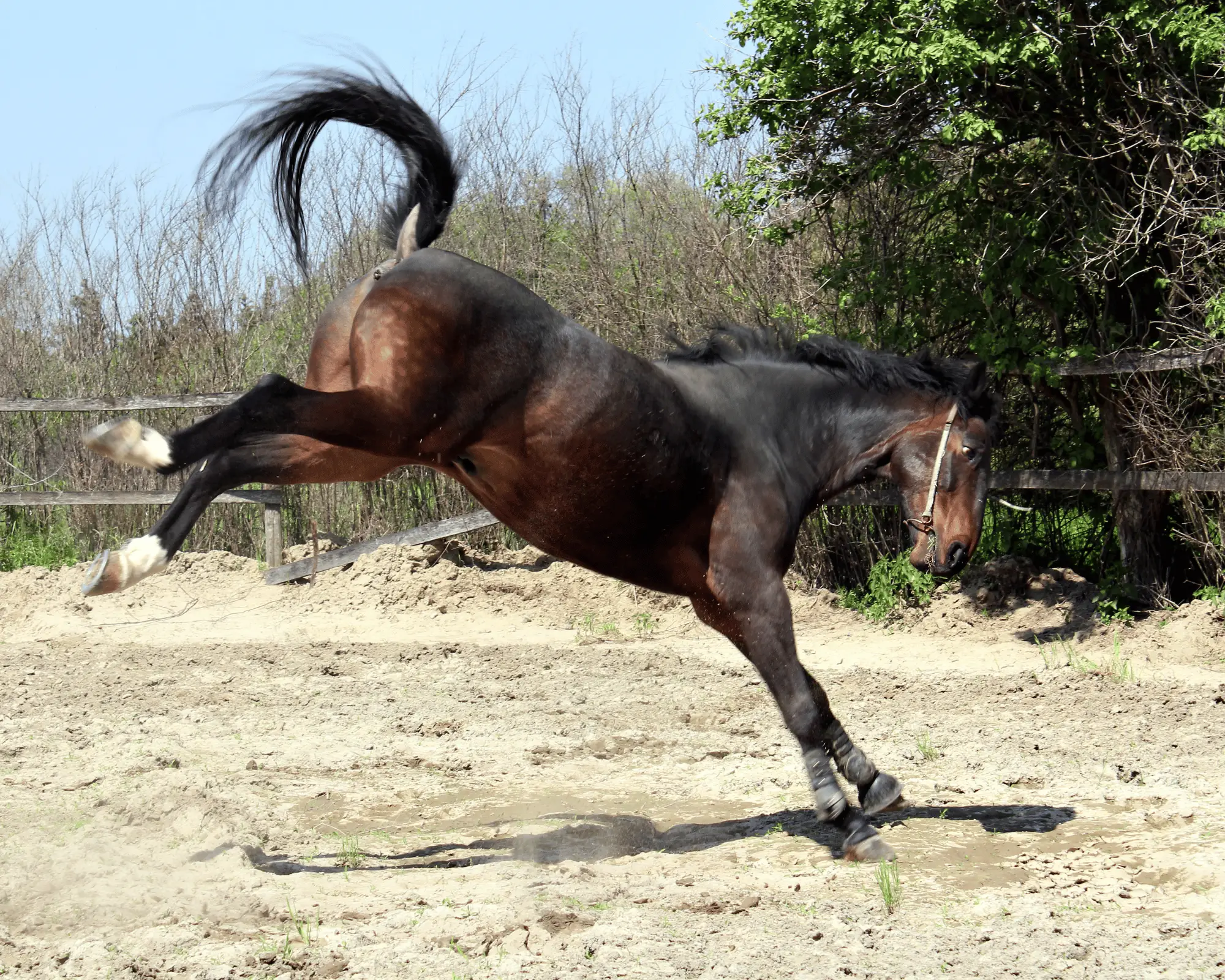 how strong is a horse kick on equestrianbootsandbridles.com