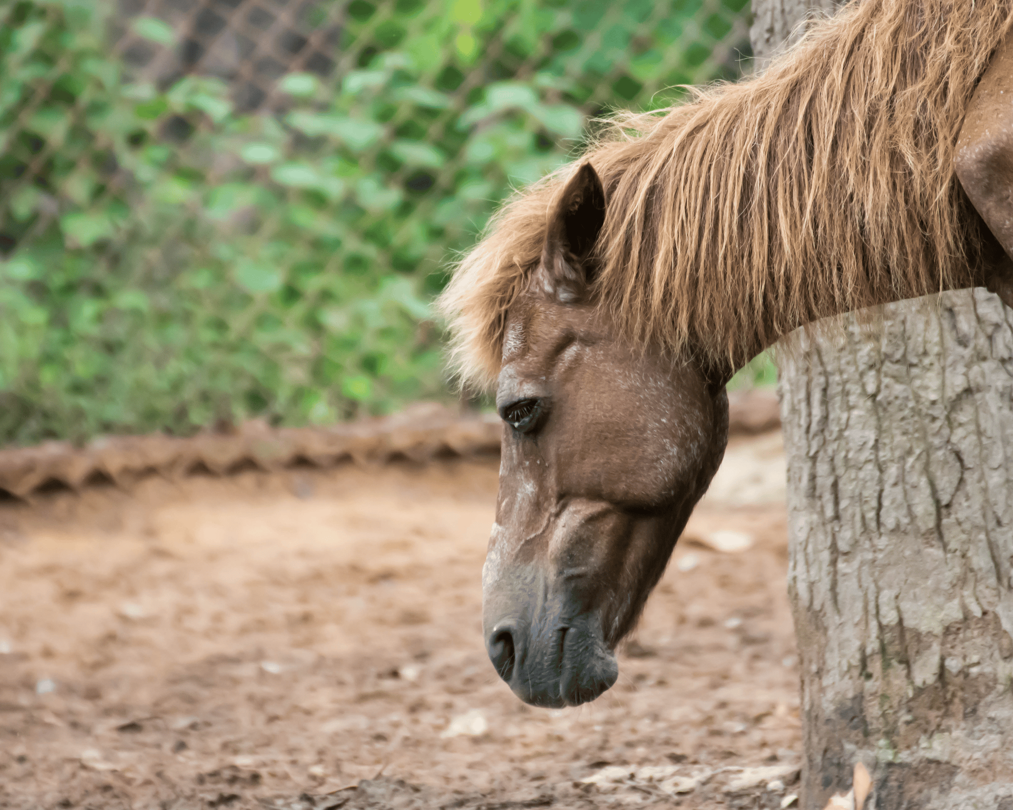 how to know when to euthanize a horse with cushing's disease on equestrianbootsandbridles.com