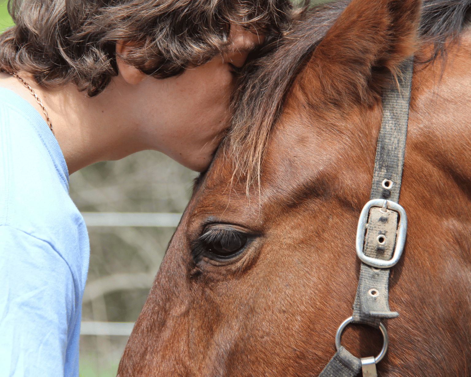How to Know When to Euthanize a Horse with Cushing’s Equestrian Boots