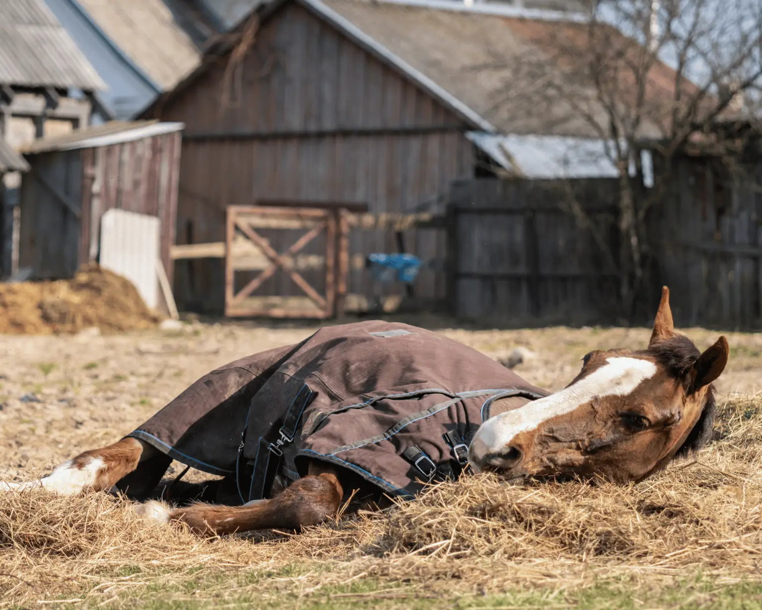 How to Know When to Euthanize a Horse with Laminitis – Equestrian Boots ...