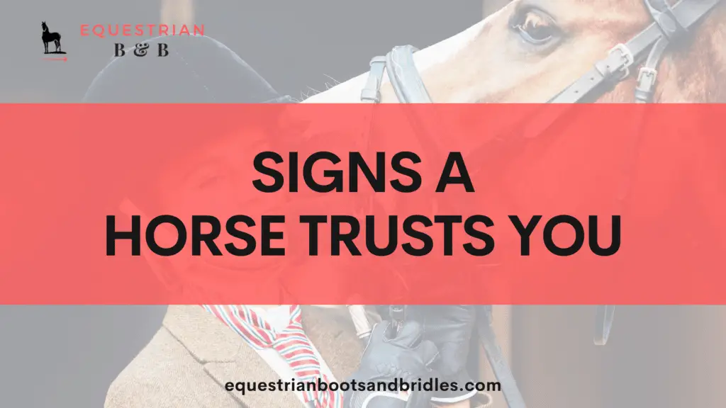 signs a horse trusts you on equestrianbootsandbridles.com