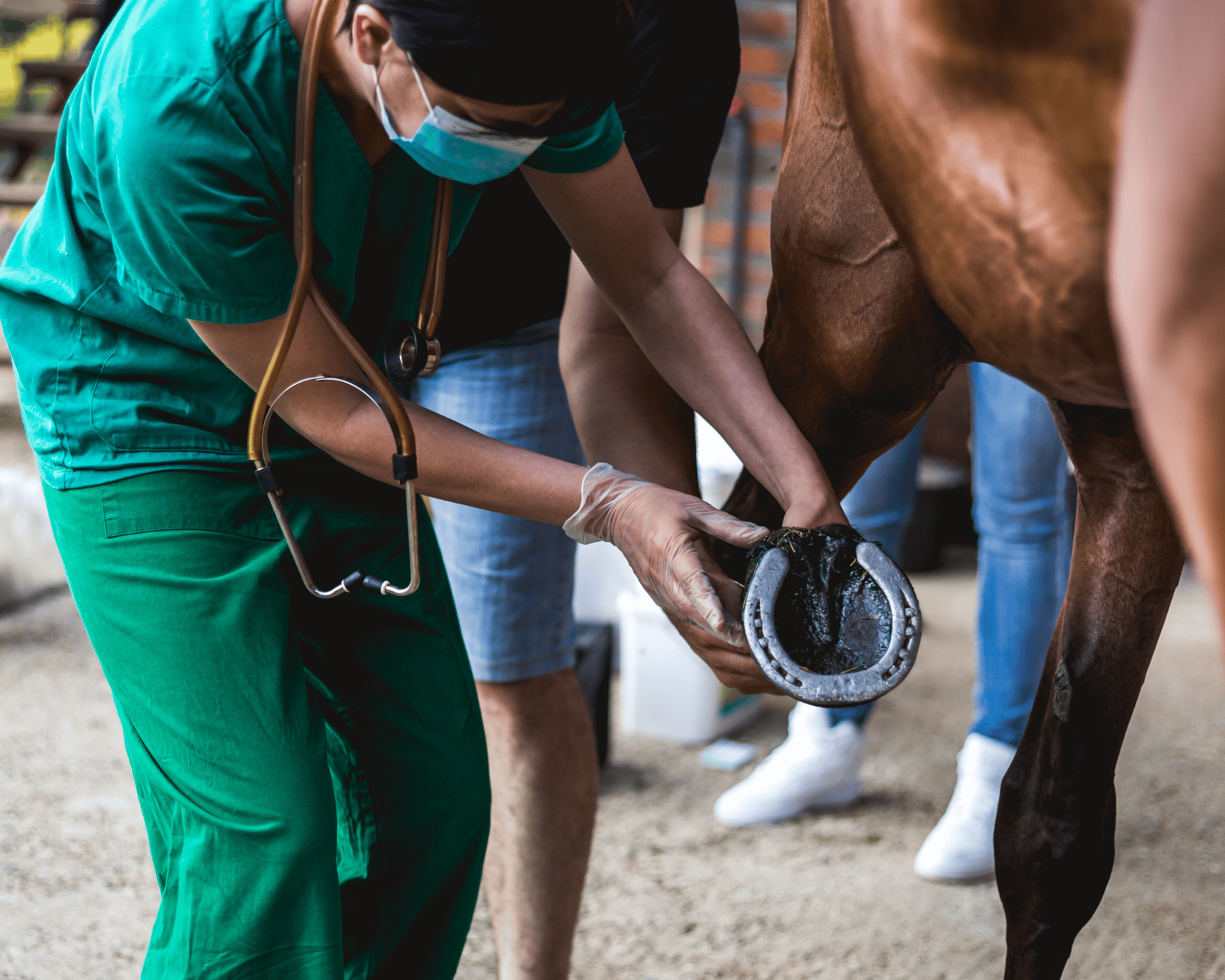 How to Know When to Euthanize a Horse with Laminitis Equestrian Boots