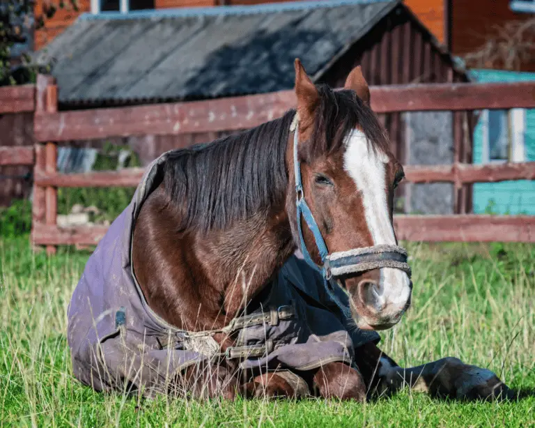 How to Know When to Euthanize a Horse with Laminitis Equestrian Boots