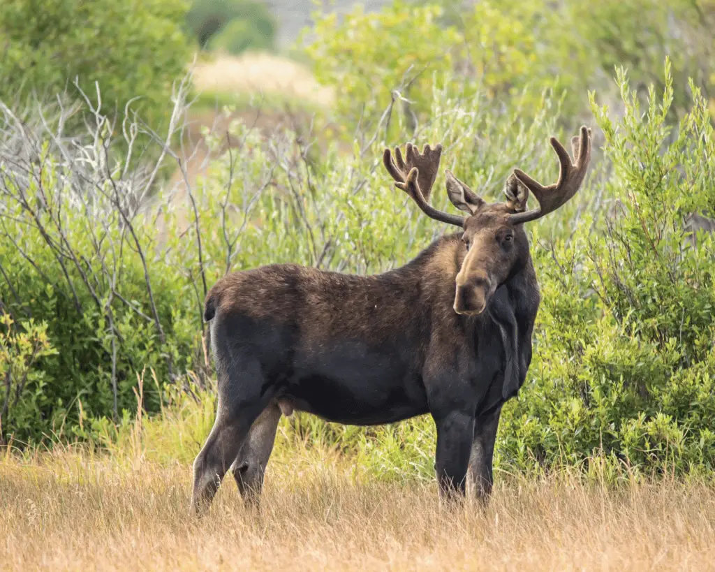 moose size compared to horse on equestrianbootsandbridles.com