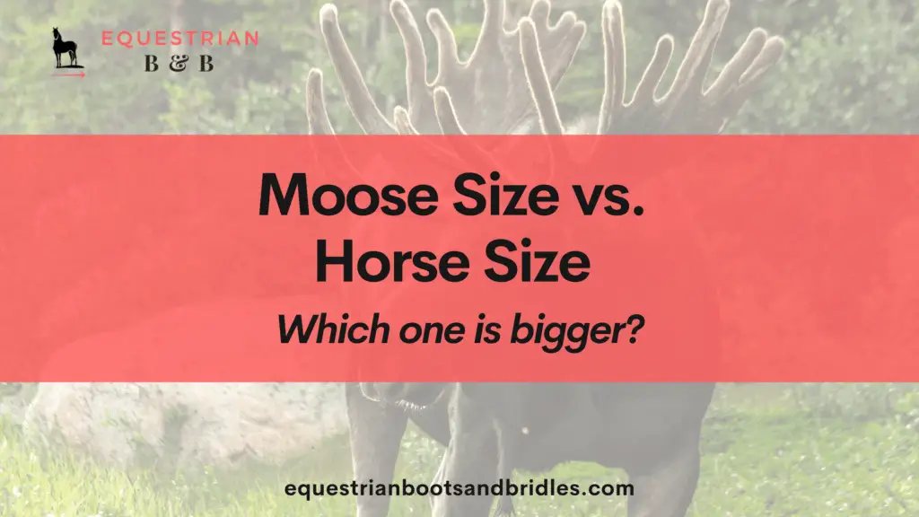 moose size vs horse size on equestrianbootsandbridles.com