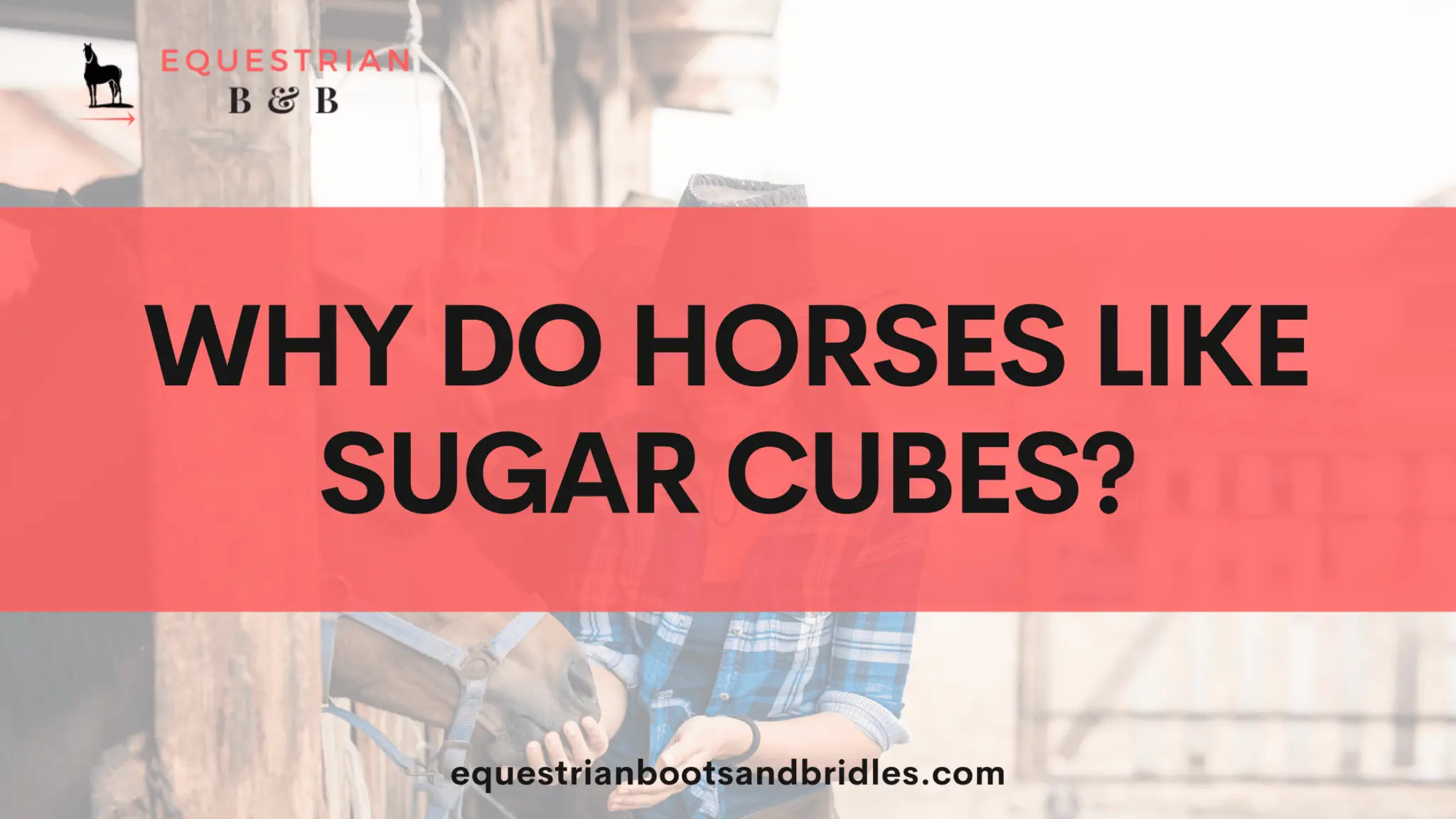 why do horses eat sugar cubes on equestrianbootsandbridles.com