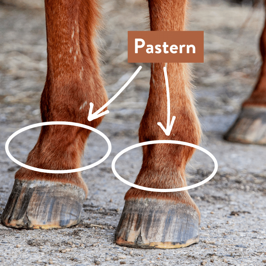 What is a Horse Pastern On EquestrianBootsandBridles.com