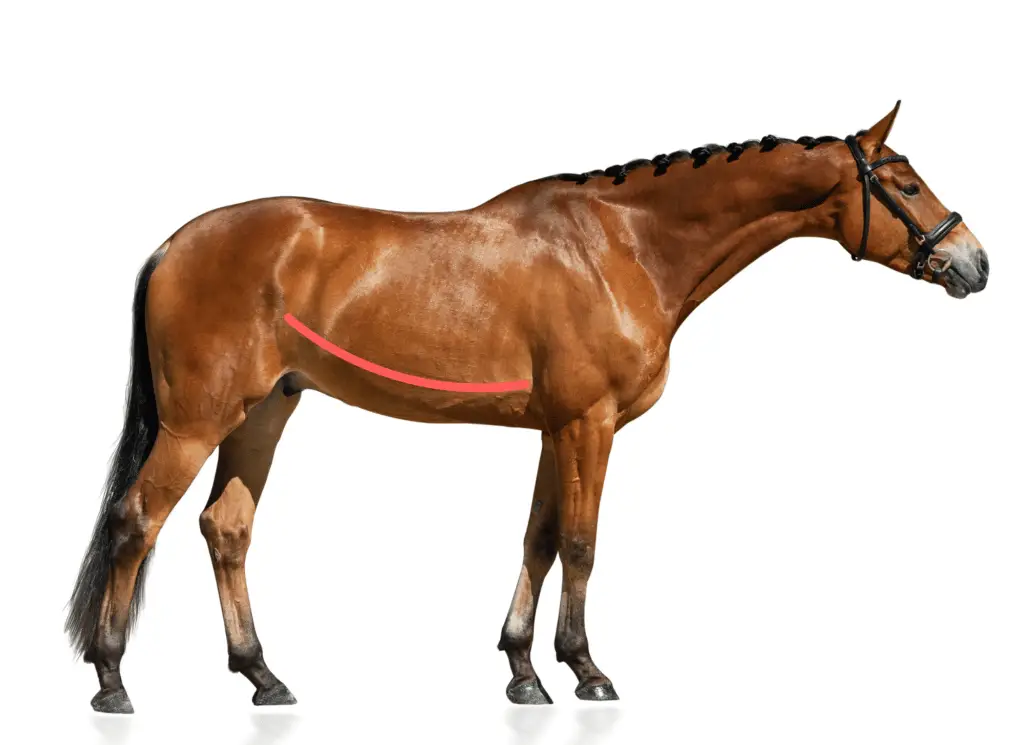 heave line on horse on equestrianbootsandbridles.com
