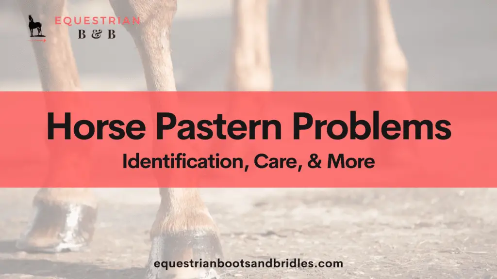 horse pastern care on equestrianbootsandbridles.com