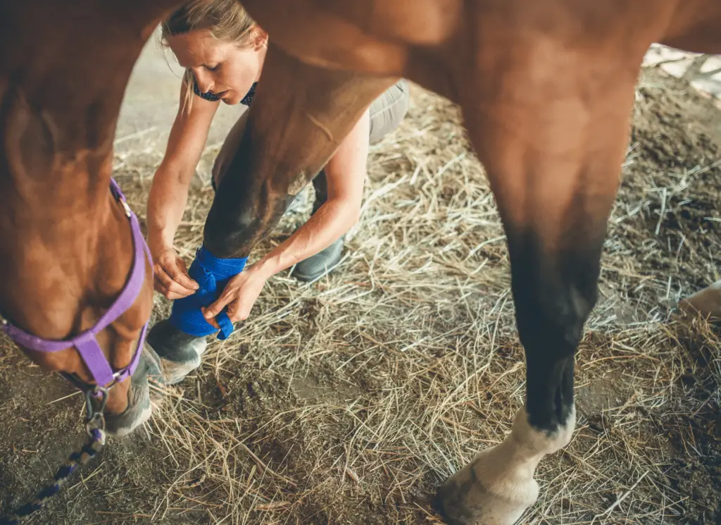 horse pastern injury treatment on equestrianbootsandbridles.com