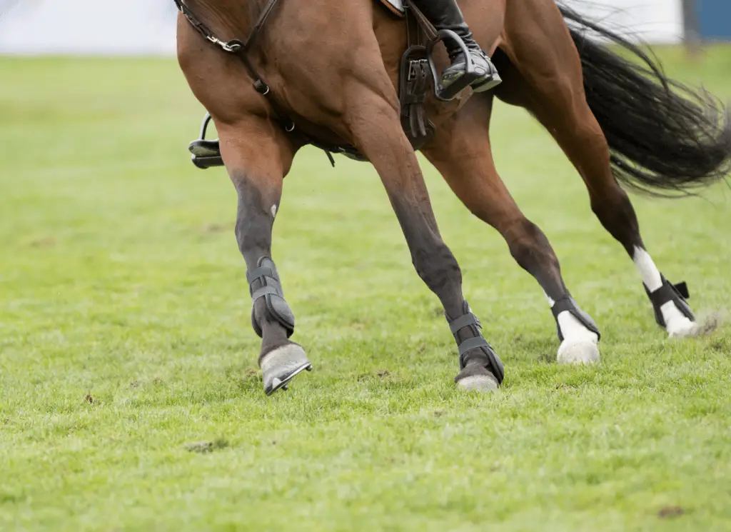 horse pastern problems on equestrianbootsandbridles.com