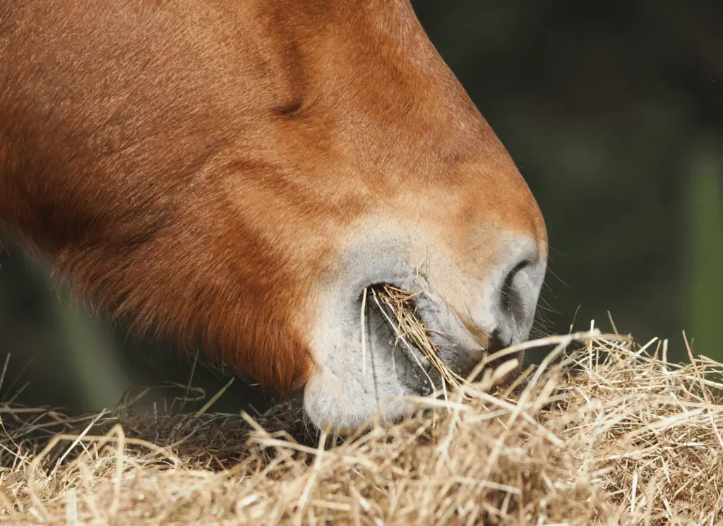 preventing choke in horses on equestrianbootsandbridles.com