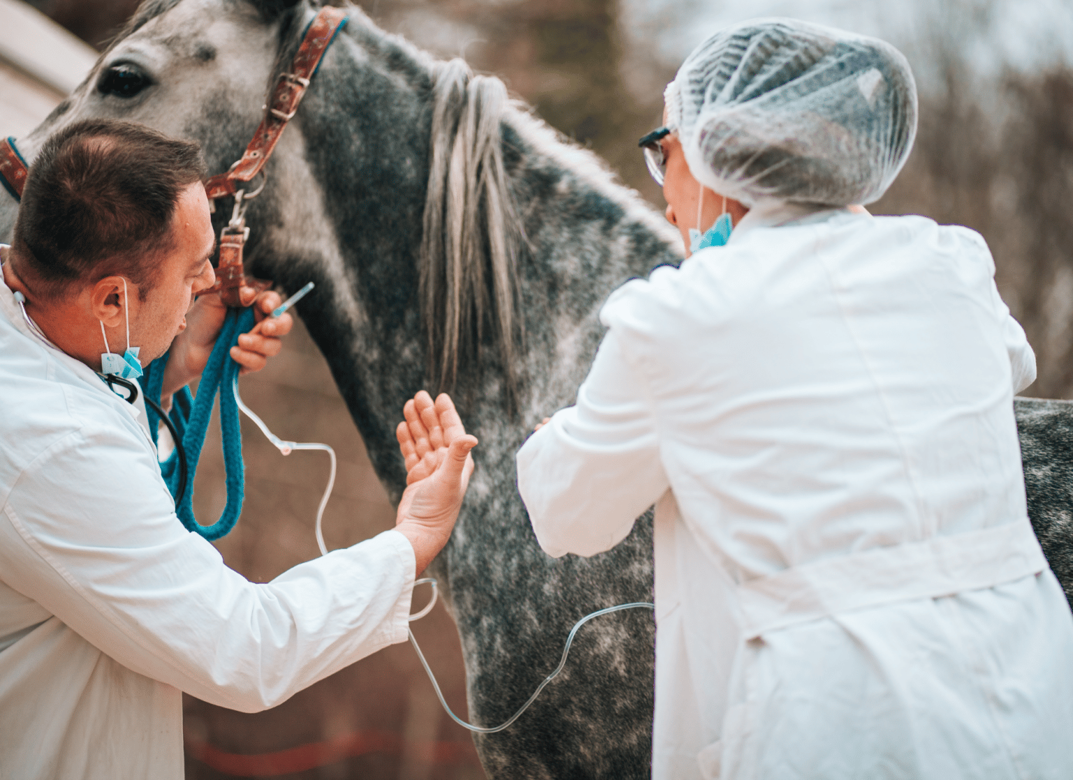 Choke in Horses Symptoms, Treatment, Prevention, & More Equestrian