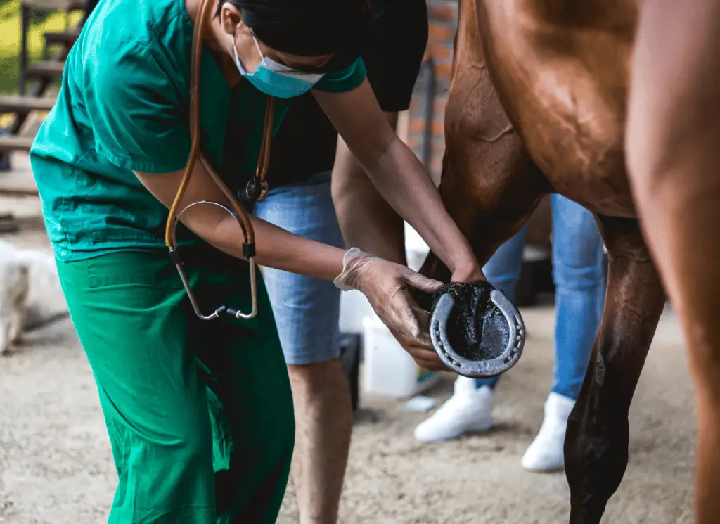 vet treating horse pastern injury on equestrianbootsandbridles.com