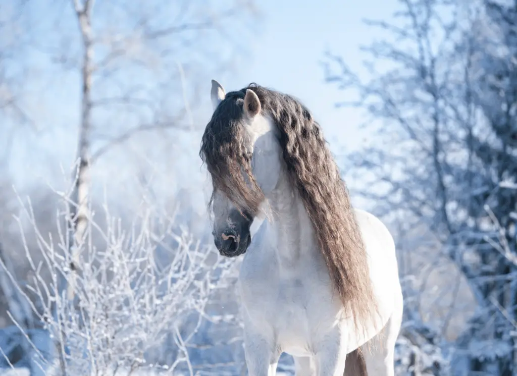 Are horses OK outside in winter on equestrianbootsandbridles.com