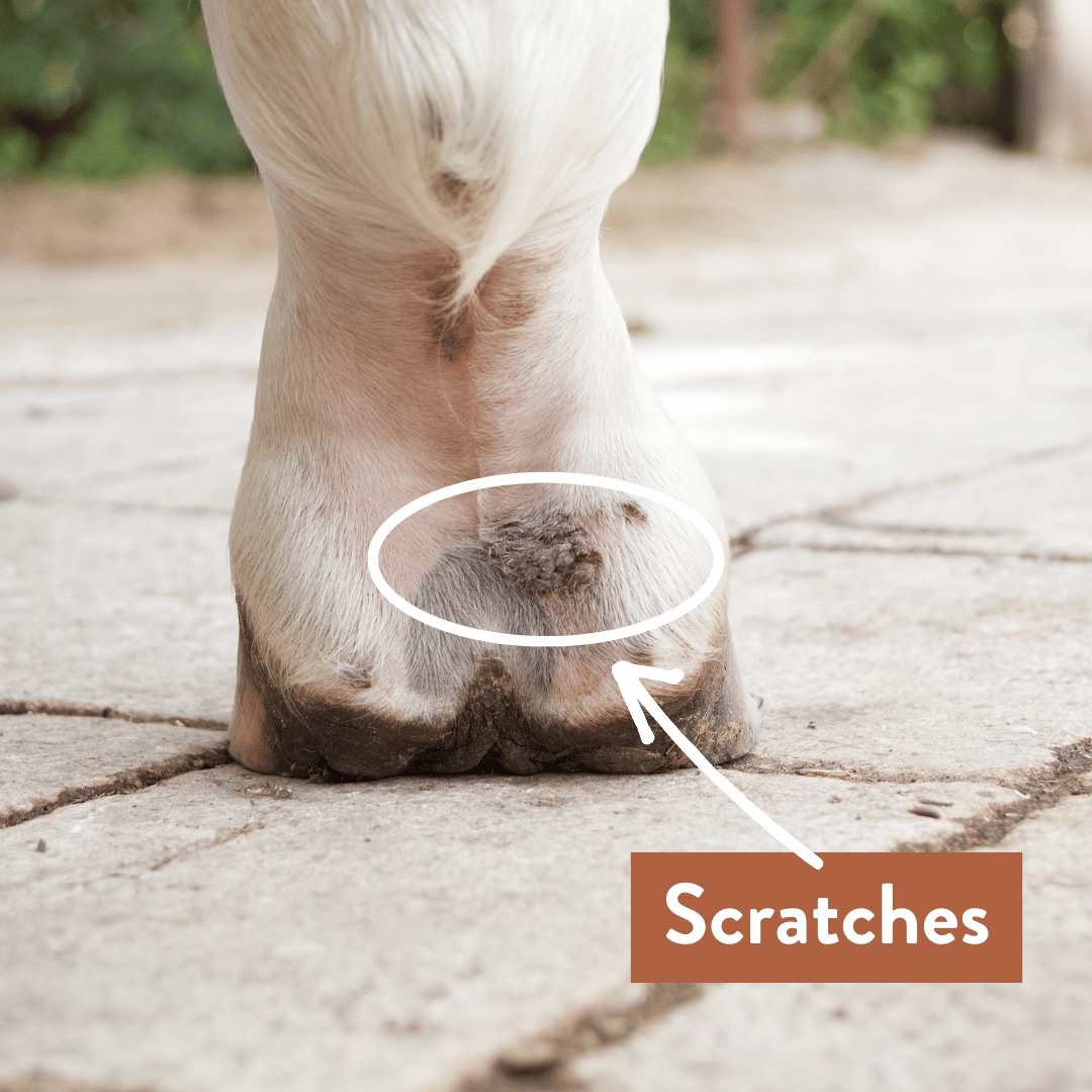 How to Identify & Treat Scratches in Horses Equestrian Boots and Bridles