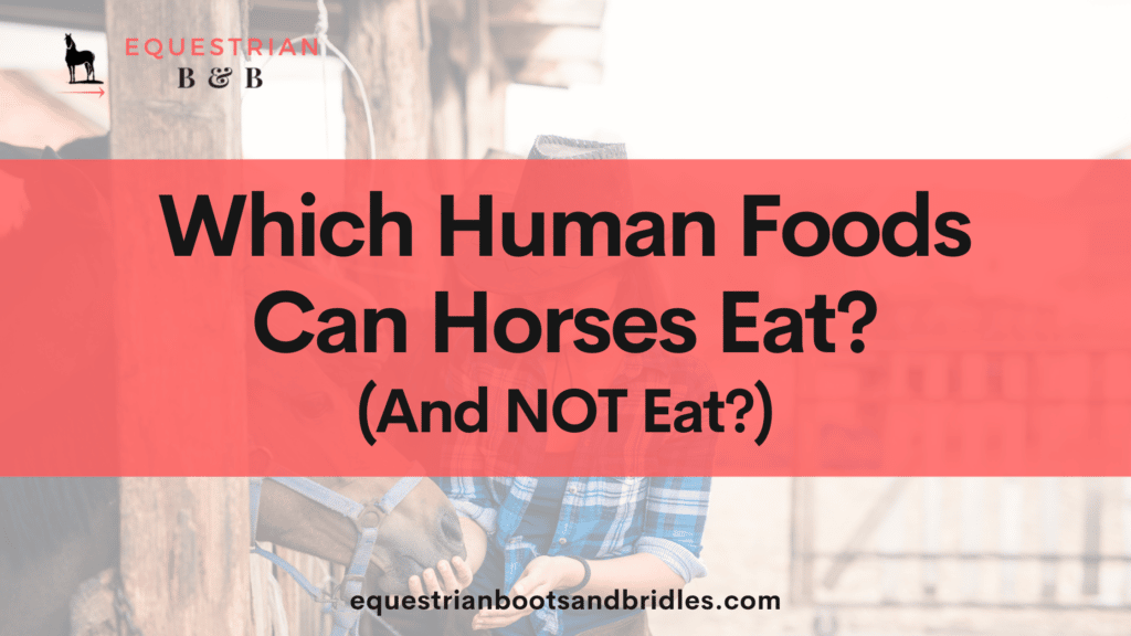 What human foods can horses eat on equestrianbootsandbridles.com