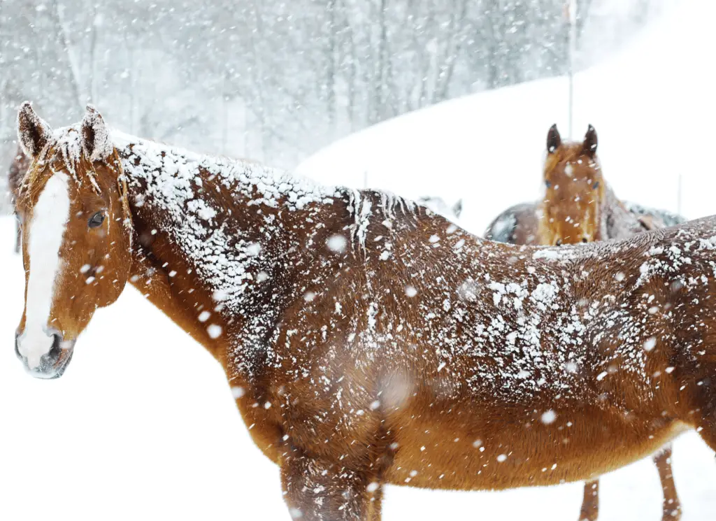 do horses get cold in the winter? on equestrianbootsandbridles.com