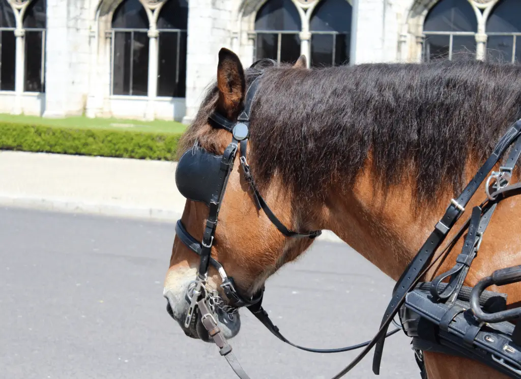are horse blinders bad on equestrianbootsandbridles.com