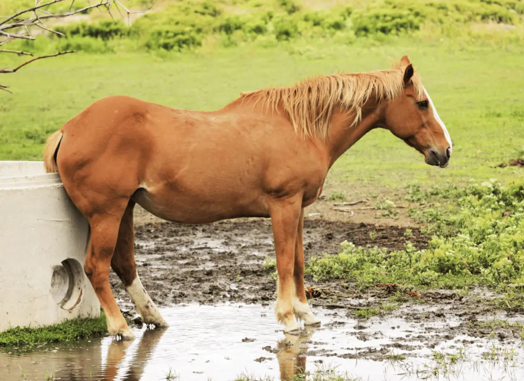 dermatitis in horses on equestrianbootsandbridles.com