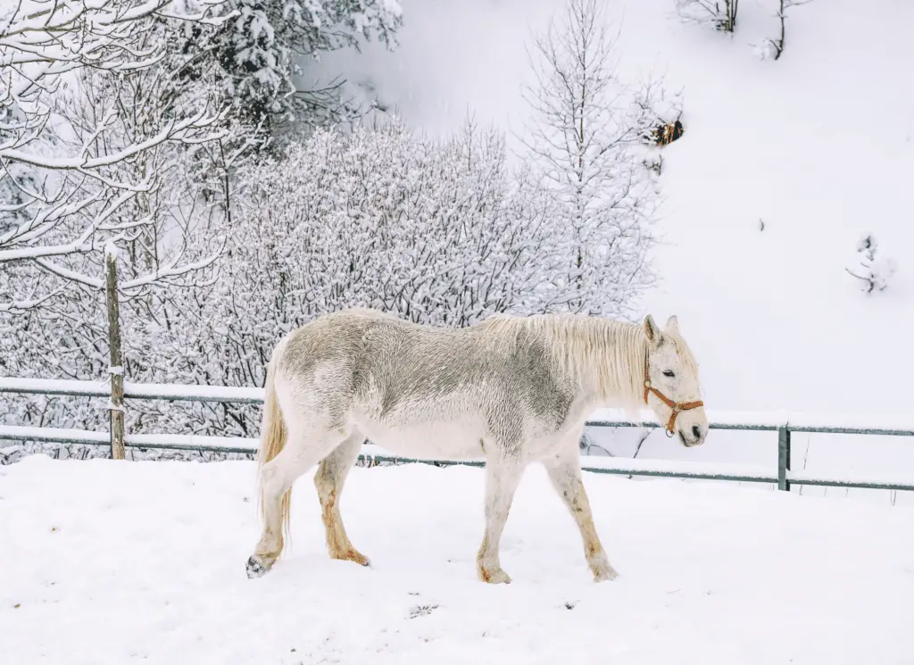 do horses get cold in winter equestrianbootsandbridles.com
