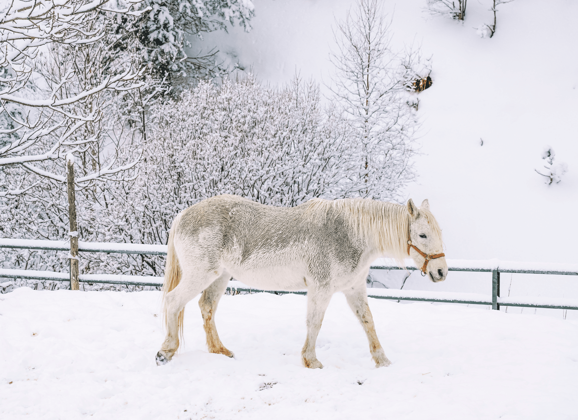 Do Horses Get Cold? (A Guide to Winter Horse Care)