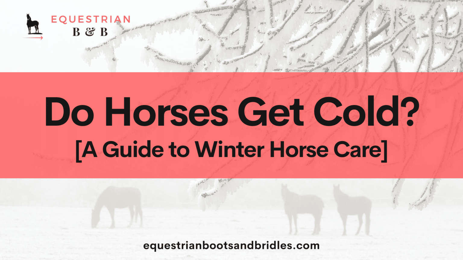 Do Horses Get Cold? (A Guide to Winter Horse Care)