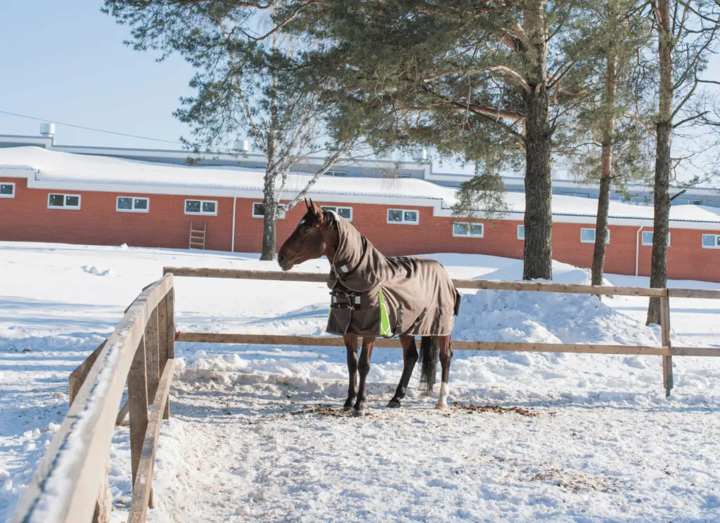 do horses need blankets in the winter on equestrianbootsandbridles.com