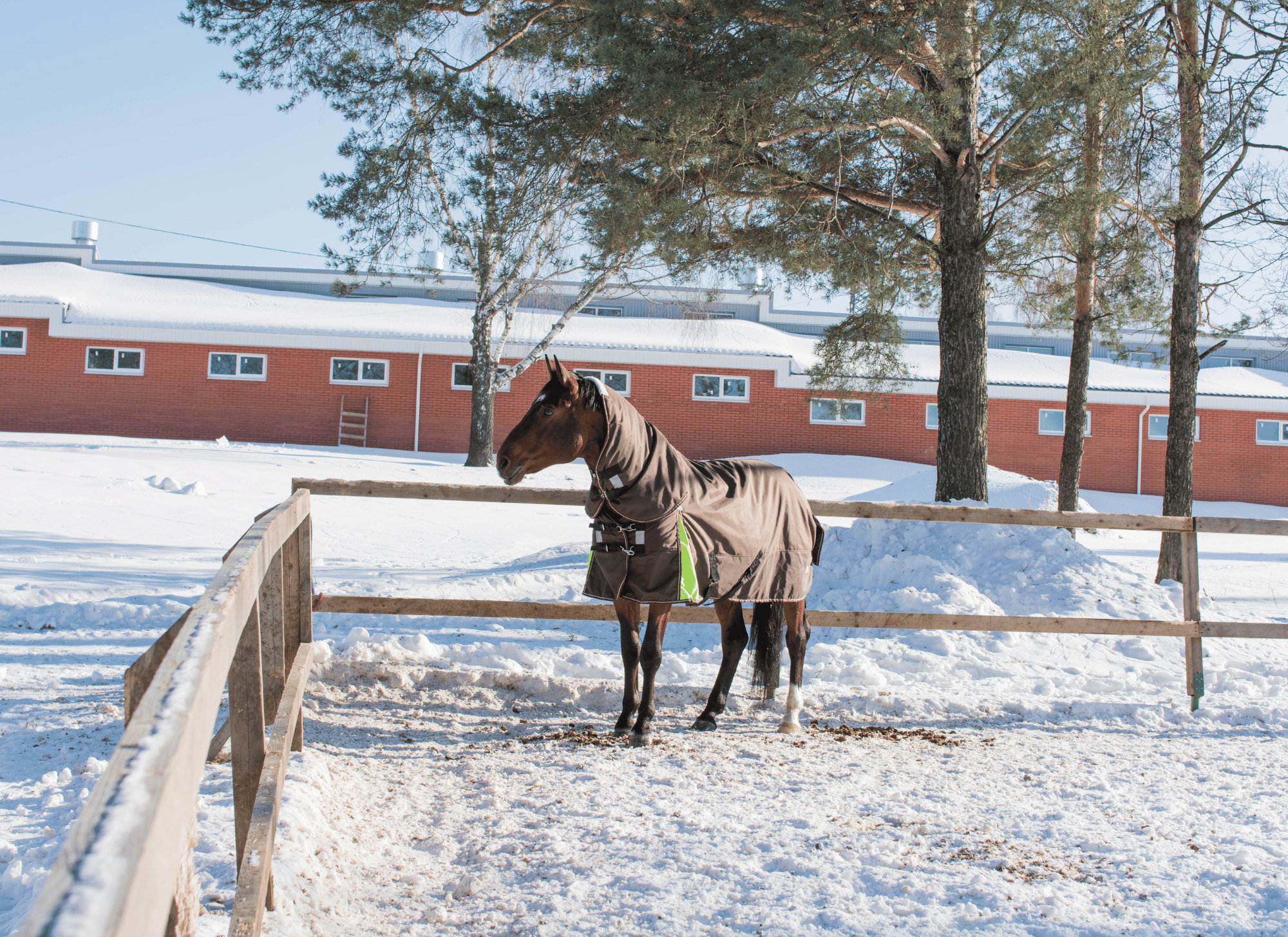 Do Horses Get Cold? (A Guide to Winter Horse Care)