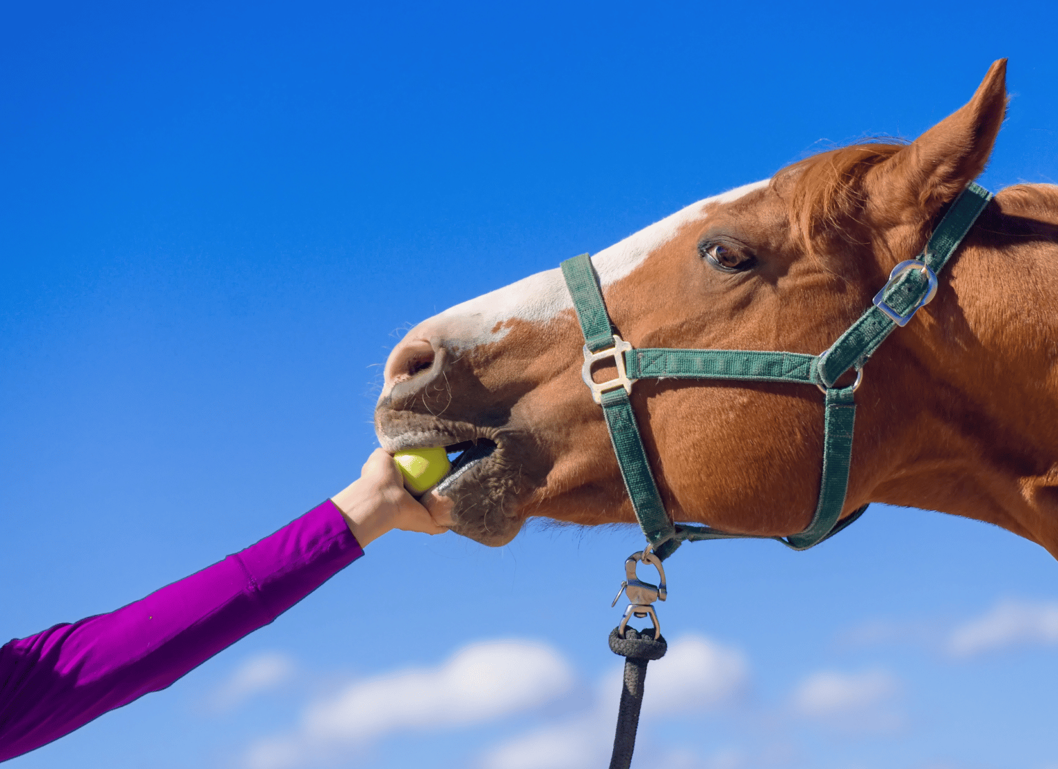 What Human Food Can Horses Eat? (And Not Eat?) Equestrian Boots and