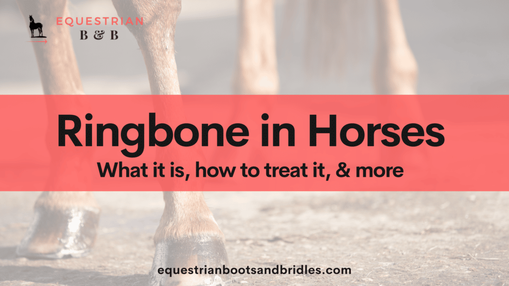 guide to ringbone in horses on equestrianbootsandbridles.com