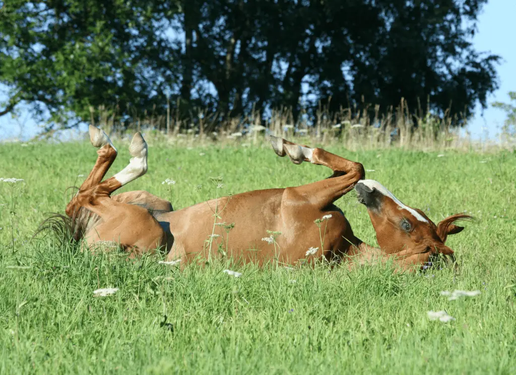 horse rolling with impaction on equestrianbootsandbridles.com