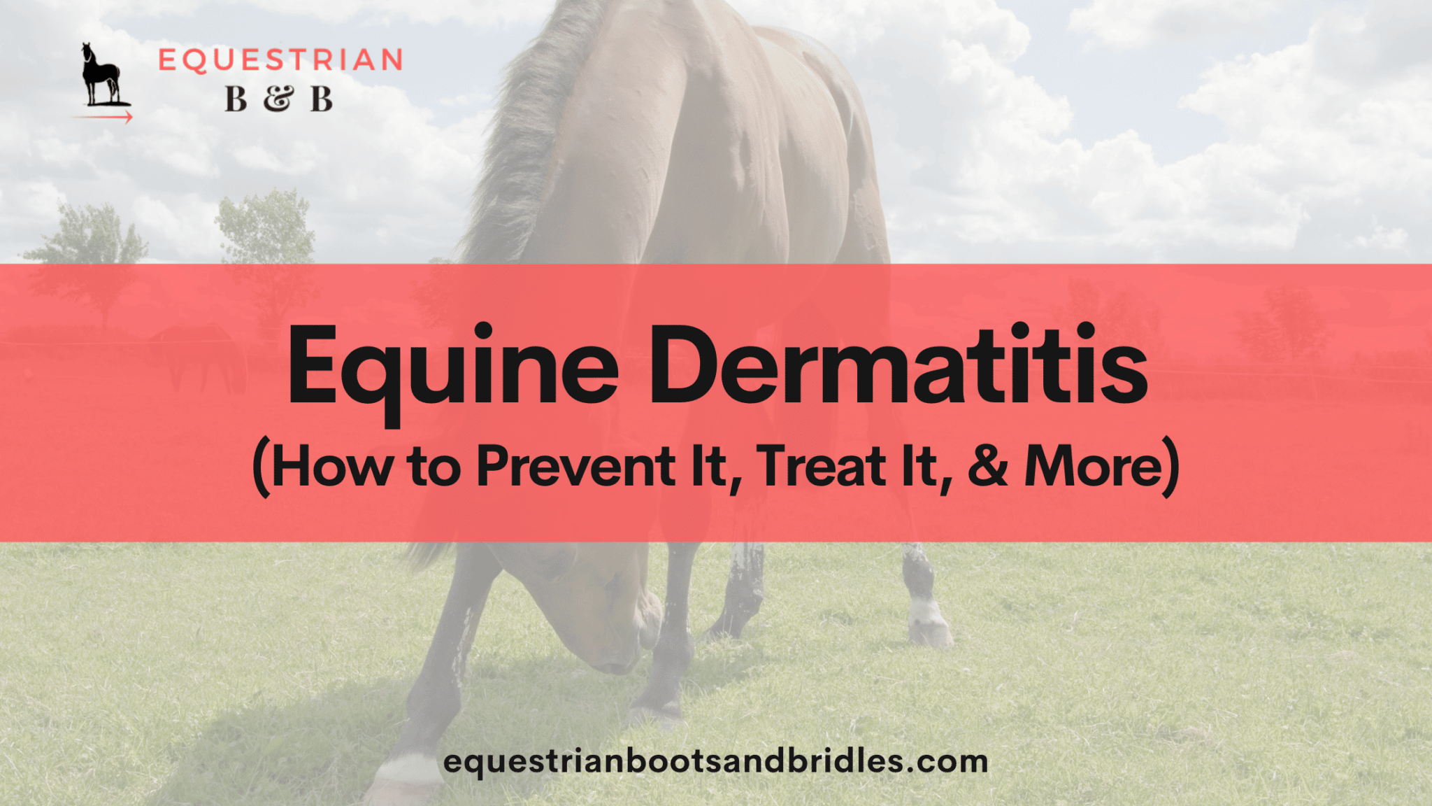how to prevent and treat dermatitis in horses on equestrianbootsandbridles.com
