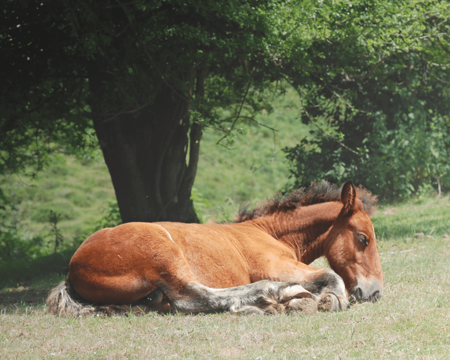 Your Guide to Ringbone in Horses Signs, Treatment, & More Equestrian