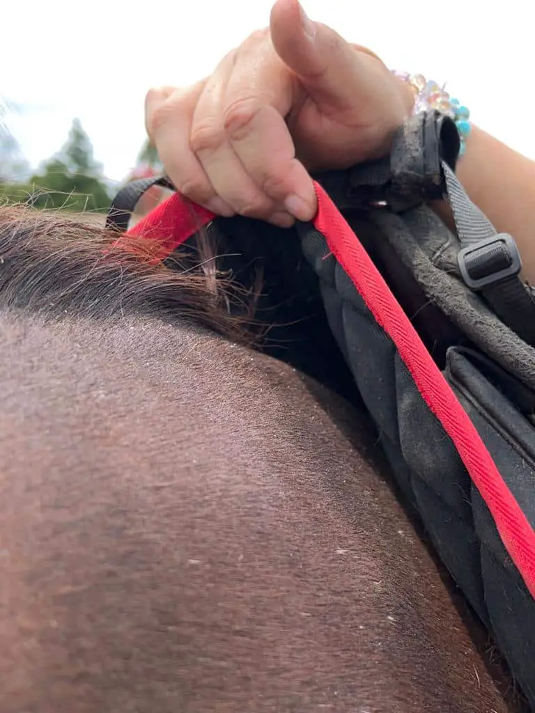 how to tack a horse english on equestrianbootsandbridles.com - gullet clearance