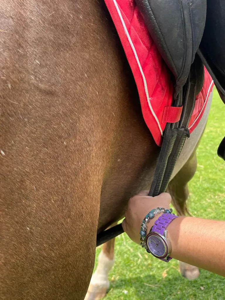how to tack up a horse english on equestrianbootsandbridles.com - loose girth