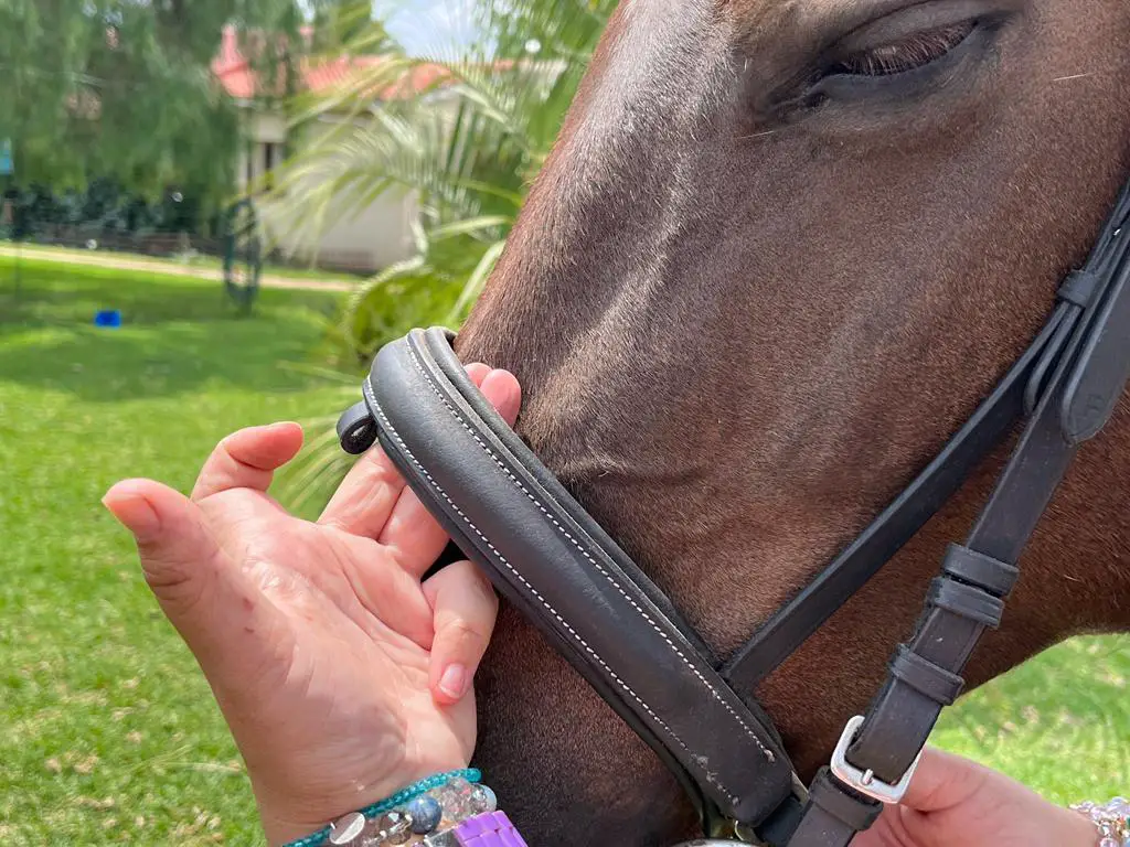 how to tack up a horse english on equestrianbootsandbridles.com - nose band