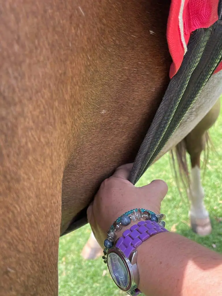 how to tack up a horse on equestrianbootsandbridles.com - correct girth tightness