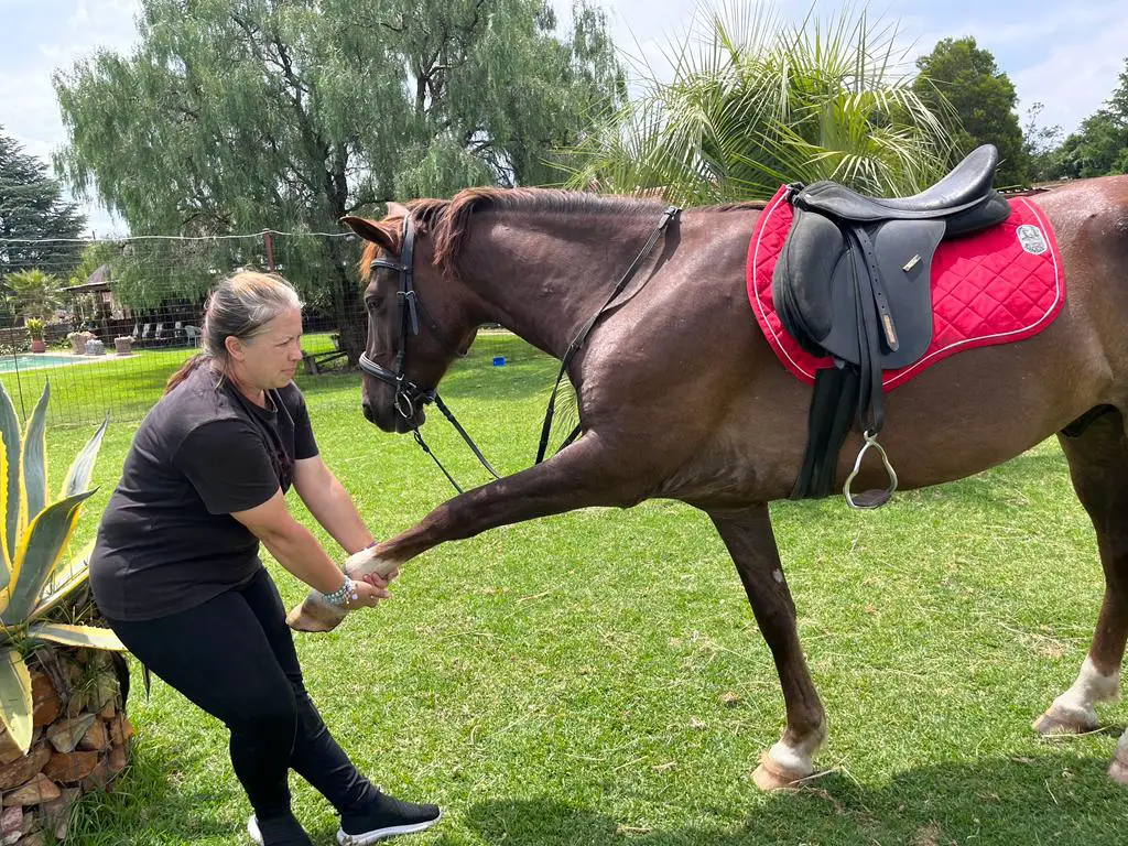 how to tack up a horse on equestrianbootsandbridles.com - leg stretch
