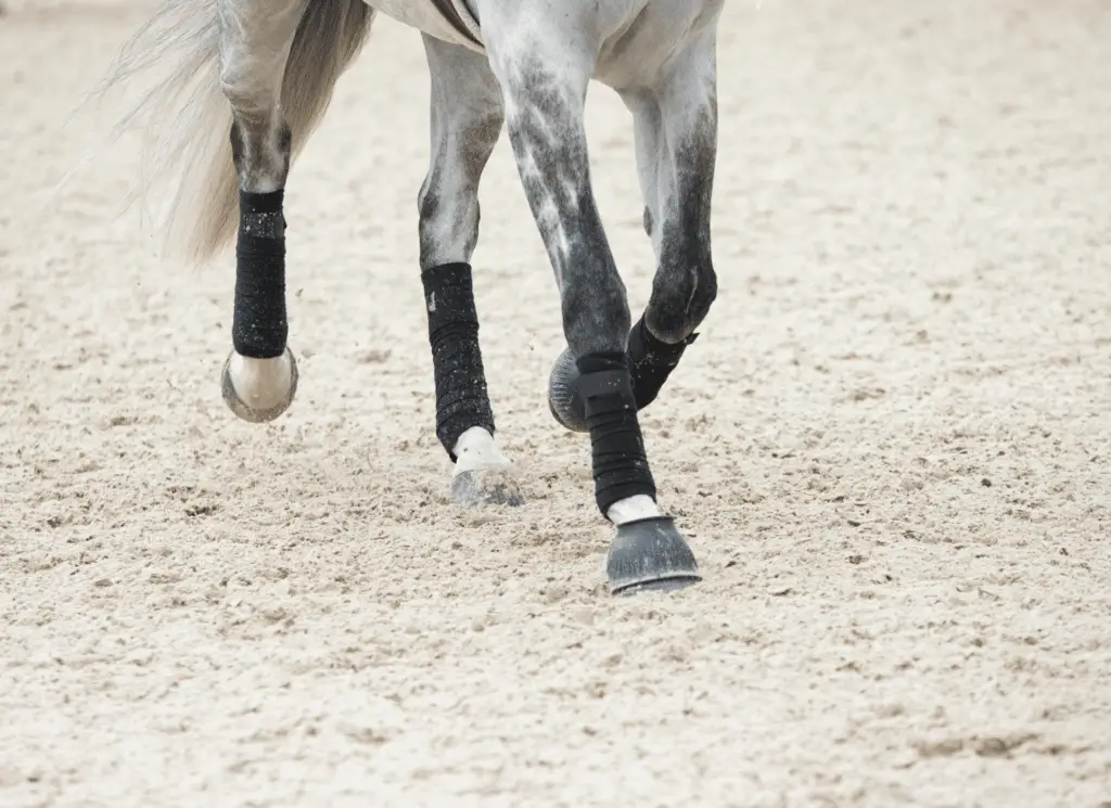 how to treat fetlock injury in horses on equestrianbootsandbridles.com