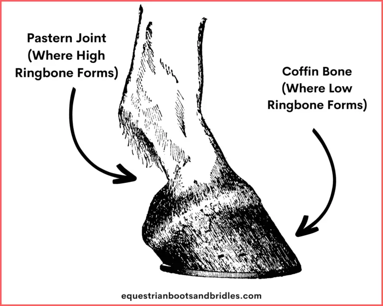 Your Guide to Ringbone in Horses Signs, Treatment, & More Equestrian Boots and Bridles