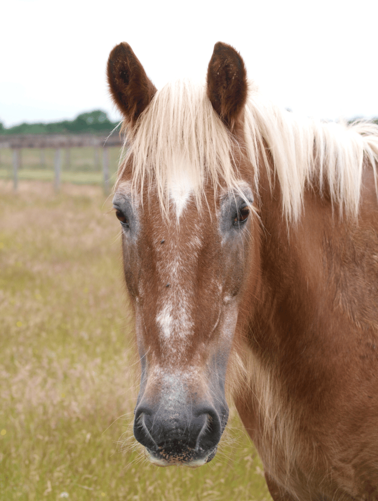 risk factors for impaction in horses on equestrianbootsandbridles.com