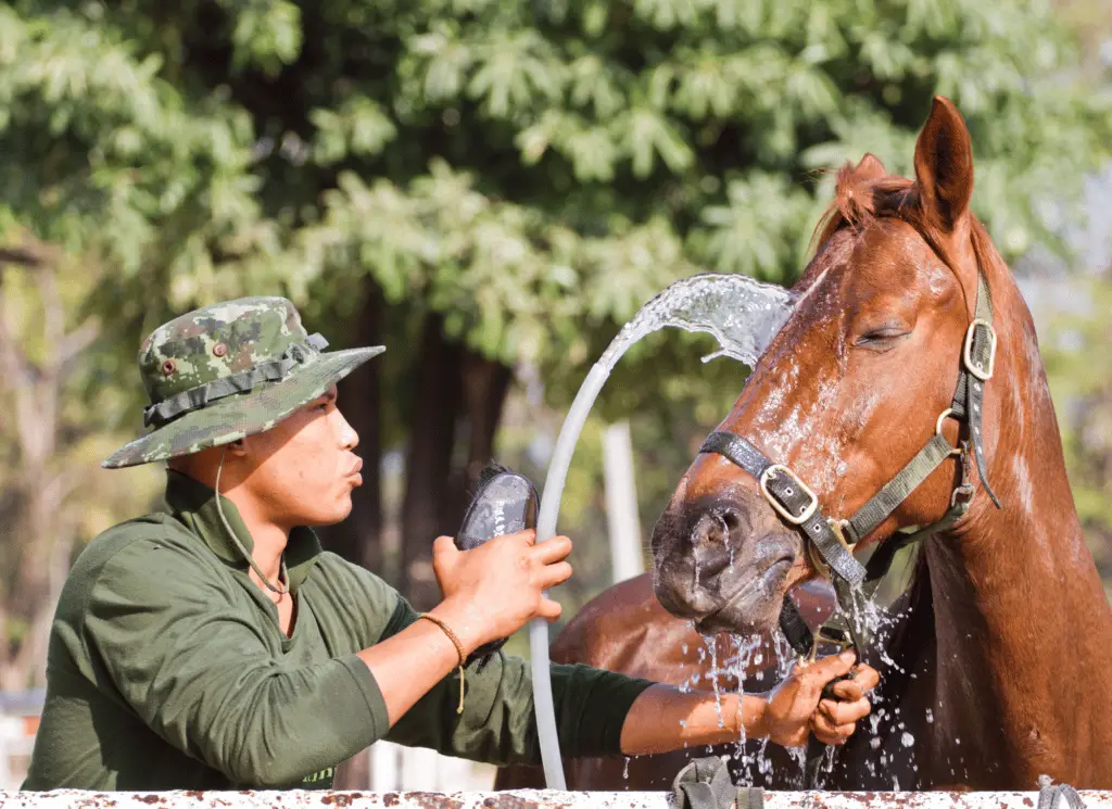 treating equine dermatitis on equestrianbootsandbridles.com