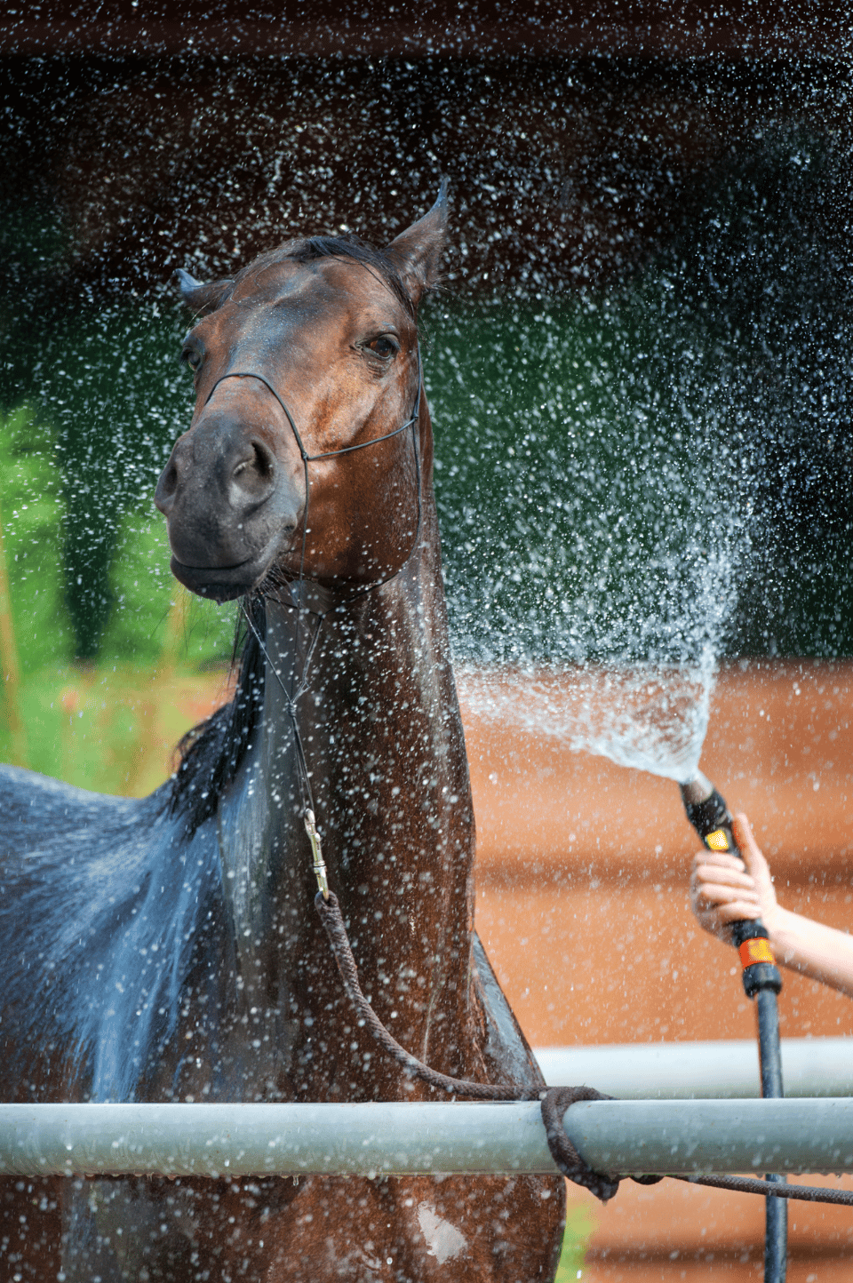 How to Identify & Treat Scratches in Horses Equestrian Boots and Bridles