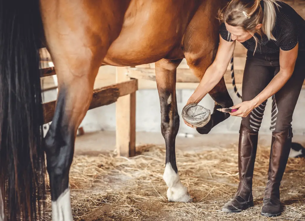 treating scratches in horses on equestrianbootsandbridles.com (2)