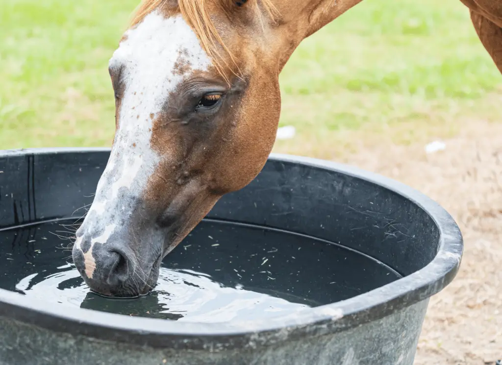 treatment for impaction in horses on equestrianbootsandbridles.com