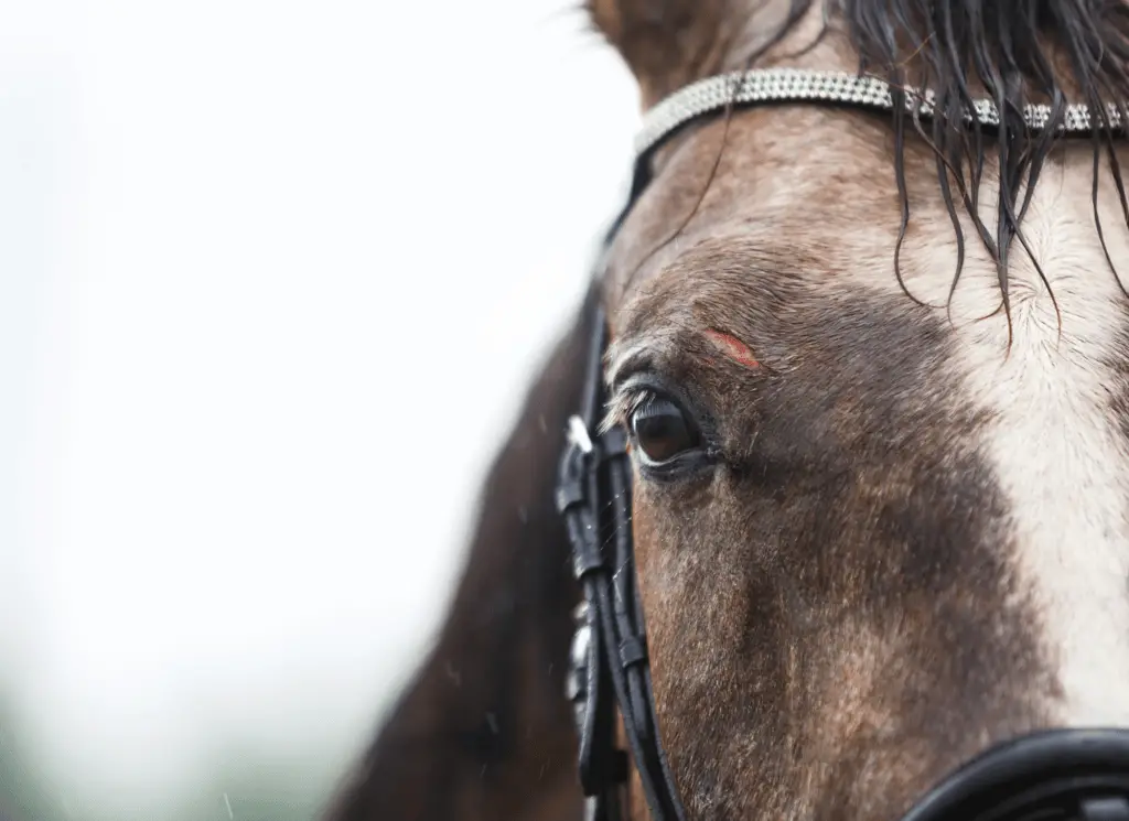 types of equine dermatitis on equestrianbootsandbridles.com