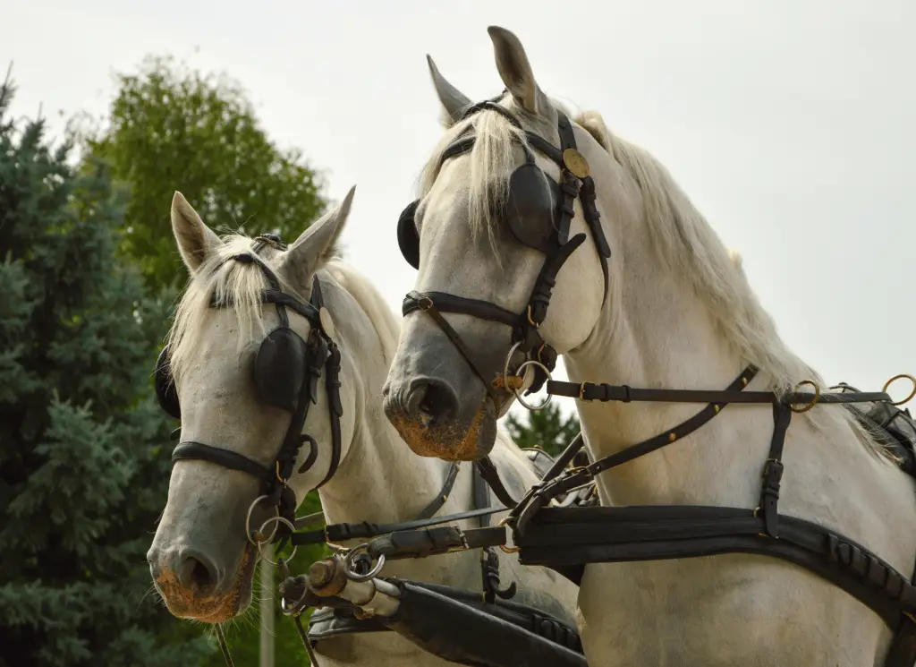 why do driving horses wear blinders on equestrianbootsandbridles.com