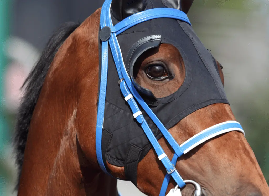 why do horses wear blinders on equestrianbootsandbridles.com